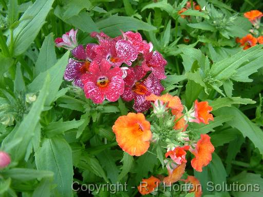 Nemesia mixed 